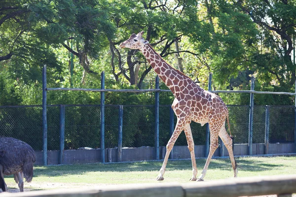 Giraffa in una gabbia aperta allo zoo — Foto Stock